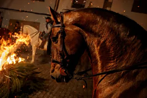 A horse waits for the start of the Luminarias celebration on the eve of Saint Anthony's A horse waits for the start of the Luminarias celebration on the eve of Saint Anthony's