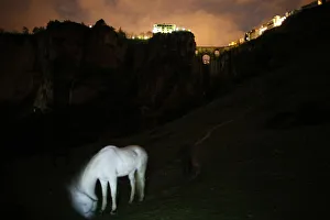 Horses graze in a field in front of the Puente Nuevo (New Bridge) during the Earth Horses graze in a field in front of the Puente Nuevo (New Bridge) during the Earth