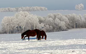 Russia Collection: Horses graze on a snow-covered field outside the village of Chesnoki