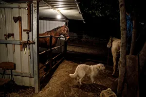 Horses are seen in a stable before the annual Luminarias celebration on the eve of Horses are seen in a stable before the annual Luminarias celebration on the eve of