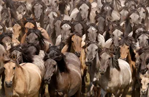 Horses are seen during a wild horse show event in Duelmen Horses are seen during a wild horse show event in Duelmen