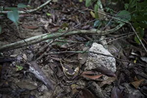 Human bones are seen near abandoned human trafficking camp in the jungle close the Human bones are seen near abandoned human trafficking camp in the jungle close the