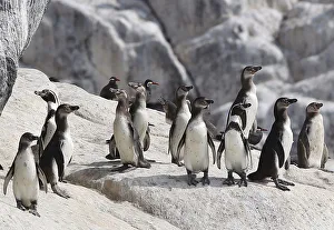 Humboldt penguins are seen at Isla de Asia Humboldt penguins are seen at Isla de Asia