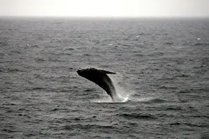 A humpback whale breaches off the coast at Clovelly Beach in Sydney A humpback whale breaches off the coast at Clovelly Beach in Sydney