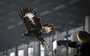 A hunter releases his tamed golden eagle during an annual hunters competition at Almaty A hunter releases his tamed golden eagle during an annual hunters competition at Almaty