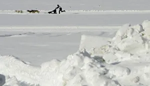 Four huskies speed during first dog sledge race in Inzell Four huskies speed during first dog sledge race in Inzell