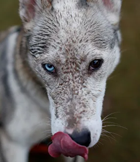 A husky with different coloured eyes is seen at the Aviemore Sled Dog Rally in Aviemore A husky with different coloured eyes is seen at the Aviemore Sled Dog Rally in Aviemore