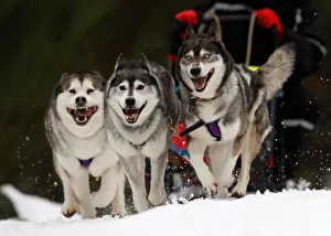 A Husky dog team pull a rig during practice for the Aviemore Sled Dog Rally in A Husky dog team pull a rig during practice for the Aviemore Sled Dog Rally in