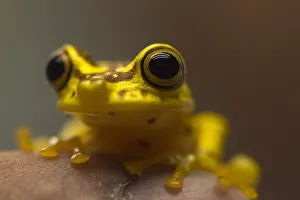 A Hypsiboas picturatus frog is pictured at the Jambatu Center for Research A Hypsiboas picturatus frog is pictured at the Jambatu Center for Research