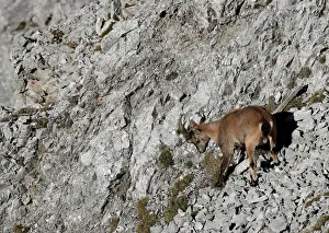 An ibex is seen at mount Hafelekar in the Alps north of Innsbruck An ibex is seen at mount Hafelekar in the Alps north of Innsbruck