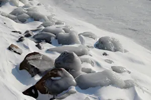 Ice covered stones are seen during a winter day on the shore of Lake Balaton in Fonyod Ice covered stones are seen during a winter day on the shore of Lake Balaton in Fonyod