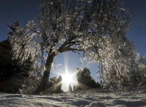 An ice encrusted tree glistens in the setting sun in Earl Bales Park following an ice An ice encrusted tree glistens in the setting sun in Earl Bales Park following an ice