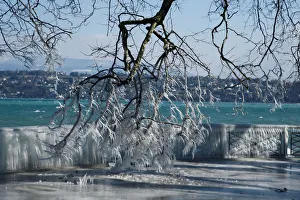 Ice is pictured on a barrier and a tree during a windy winter day near Lake Leman in Ice is pictured on a barrier and a tree during a windy winter day near Lake Leman in