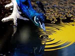 Indian peacock drinks from puddle as it roams in Sydneys Taronga Zoo Indian peacock drinks from puddle as it roams in Sydneys Taronga Zoo