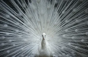 An Indian peafowl spreads its tail feathers at a zoo in Tbilisi An Indian peafowl spreads its tail feathers at a zoo in Tbilisi
