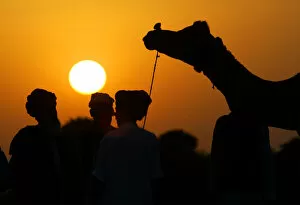 Images Dated 7th November 2003: INDIAN VILLAGERS CHECK A CAMEL BEFORE PURCHASE AT PUSHKAR FAIR