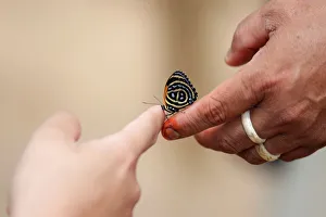 An Indigenous man from the Mura tribe holds a butterfly in Itaparana village near Humaita An Indigenous man from the Mura tribe holds a butterfly in Itaparana village near Humaita