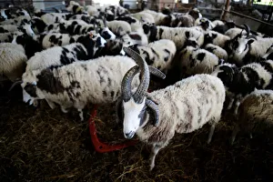 Jacob sheep stand in their barn in Ramot Naftali Jacob sheep stand in their barn in Ramot Naftali