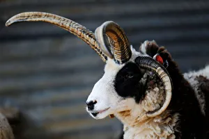 A Jacob sheep stands in its barn in Ramot Naftali A Jacob sheep stands in its barn in Ramot Naftali