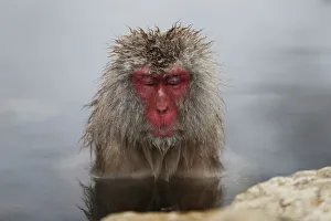 A Japanese Macaque soaks in a hot spring at a snow-covered valley in Yamanouchi town A Japanese Macaque soaks in a hot spring at a snow-covered valley in Yamanouchi town