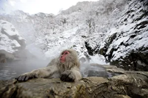 A Japanese Macaque soaks in a hot spring in Yamanouchi town A Japanese Macaque soaks in a hot spring in Yamanouchi town