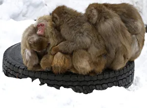 Japanese macaques gather on a tyre at Sapporo Maruyama Zoo in Sapporo Japanese macaques gather on a tyre at Sapporo Maruyama Zoo in Sapporo
