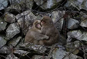 Japanese macaques hold each other while sitting on rocks near a hot spring at a valley in Japanese macaques hold each other while sitting on rocks near a hot spring at a valley in