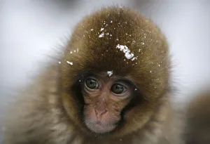 Japanese monkey soaks in hot spring at snow-covered valley in Yamanouchi town Japanese monkey soaks in hot spring at snow-covered valley in Yamanouchi town