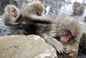 Japanese monkeys gather to soak in hot spring at snow-covered valley in Yamanouchi town Japanese monkeys gather to soak in hot spring at snow-covered valley in Yamanouchi town
