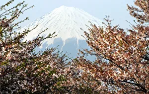 Japans famous Mount Fuji is seen behind cherry blossoms in Fuji, central Japan April 7 Japans famous Mount Fuji is seen behind cherry blossoms in Fuji, central Japan April 7