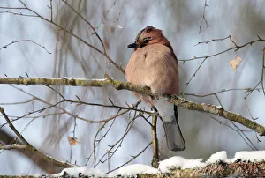 A jay rests on a tree as the air temperature drops to about minus 12 degrees Celsius (10 A jay rests on a tree as the air temperature drops to about minus 12 degrees Celsius (10