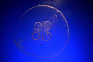 Jellyfish swims in a fish tank at Palma aquarium in Palma de Mallorca on the Spanish Jellyfish swims in a fish tank at Palma aquarium in Palma de Mallorca on the Spanish