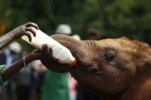Keeper feeds an orphaned elephant with a bottle of milk at the David Sheldrick Wildlife Keeper feeds an orphaned elephant with a bottle of milk at the David Sheldrick Wildlife