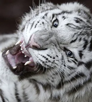 Khan, a 9-month-old male rare Bengali white tiger, growls inside a cage at the Royev Khan, a 9-month-old male rare Bengali white tiger, growls inside a cage at the Royev