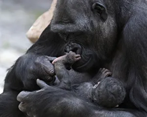 Kijivu, a western lowland gorilla, holds her newborn baby at Pragues zoo in Prague Kijivu, a western lowland gorilla, holds her newborn baby at Pragues zoo in Prague