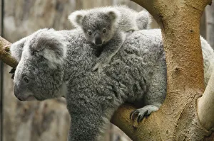 A koala joey hangs on its mother at the zoo in Duisburg A koala joey hangs on its mother at the zoo in Duisburg