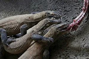 Komodo dragons eat meat inside their enclosure at Prague Zoo Komodo dragons eat meat inside their enclosure at Prague Zoo
