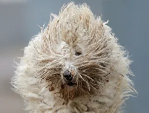 A Komondor, a traditional Hungarian guard dog, shakes its long fur in Bodony A Komondor, a traditional Hungarian guard dog, shakes its long fur in Bodony