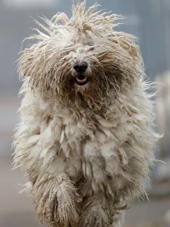 A Komondor, a traditional Hungarian guard dog, shakes its long fur in Bodony A Komondor, a traditional Hungarian guard dog, shakes its long fur in Bodony