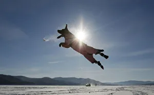 Labrador retriever jumps for a snowball while playing with its owner on the frozen Labrador retriever jumps for a snowball while playing with its owner on the frozen