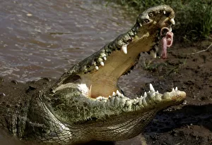 A large crocodile eats a chicken given by Juan Cerdas, whose hobby is feeding them at the A large crocodile eats a chicken given by Juan Cerdas, whose hobby is feeding them at the