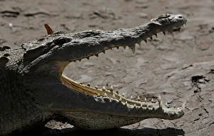 A large crocodile is seen on the bank of the Tarcoles River A large crocodile is seen on the bank of the Tarcoles River