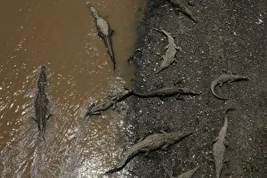 Large crocodiles are seen in the Tarcoles River, a river with one of the highest Large crocodiles are seen in the Tarcoles River, a river with one of the highest