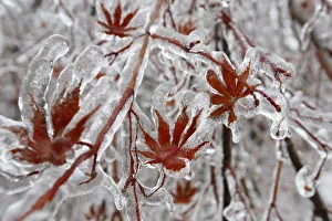 A layer of ice coats the leaves of a Japanese maple tree after an ice storm in Toronto A layer of ice coats the leaves of a Japanese maple tree after an ice storm in Toronto