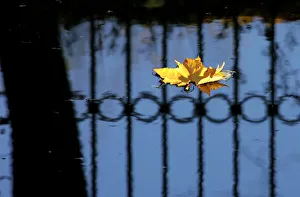 Leaf floats in a pond at a park in St Petersburg Leaf floats in a pond at a park in St Petersburg