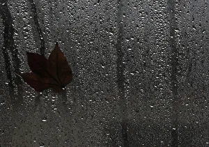A leaf is pictured on a wet glass wall on a rainy day in Berlin A leaf is pictured on a wet glass wall on a rainy day in Berlin