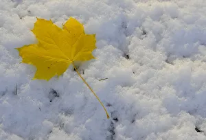 A leaf is seen on snow covered ground in Helmsley A leaf is seen on snow covered ground in Helmsley