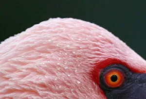 Images Dated 8th December 2006: A Lesser Flamingo is seen at the Santillana del Mar Zoo in Spain
