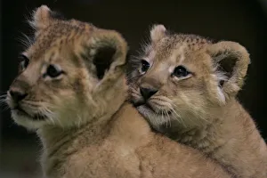 Lion cubs sit next to each other at Maruyama Zoo in Sapporo Lion cubs sit next to each other at Maruyama Zoo in Sapporo