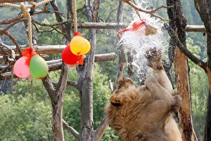 A lion plays with balloons filled with water on a hot day at an amusement park in Yongin A lion plays with balloons filled with water on a hot day at an amusement park in Yongin